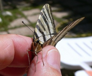 butterfly-14870_640